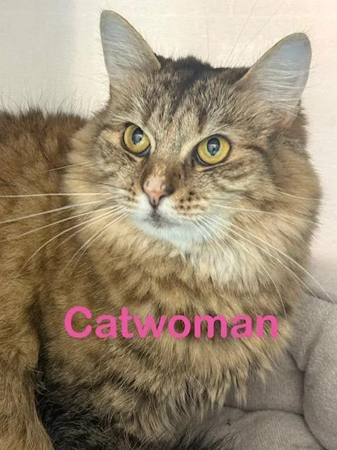 Catwoman