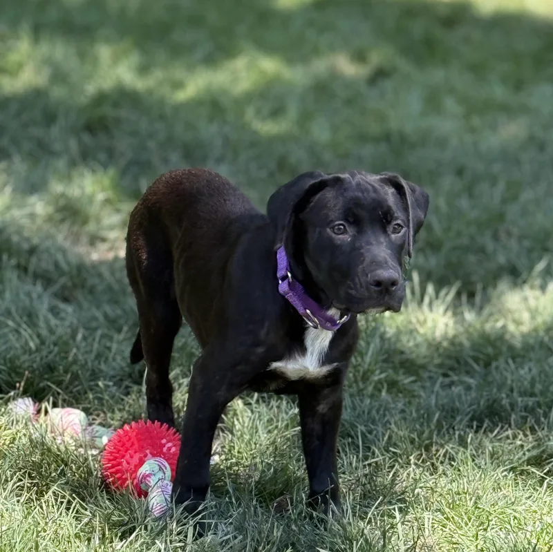 A baby medium-sized male Black Labrador Retriever dog named Marlin for adoption in Pleasant Valley, NY