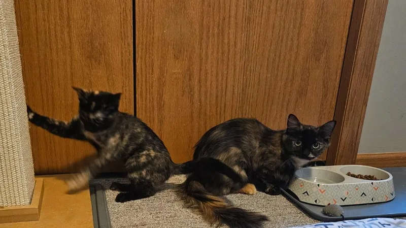 A young medium-sized female Domestic Short Hair cat named Phoebe  Eloise for adoption in Minneapolis, MN