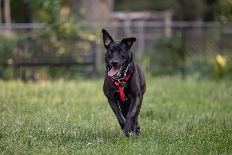 An adult medium-sized female Labrador Retriever dog named Pammy for adoption in Savage, MN