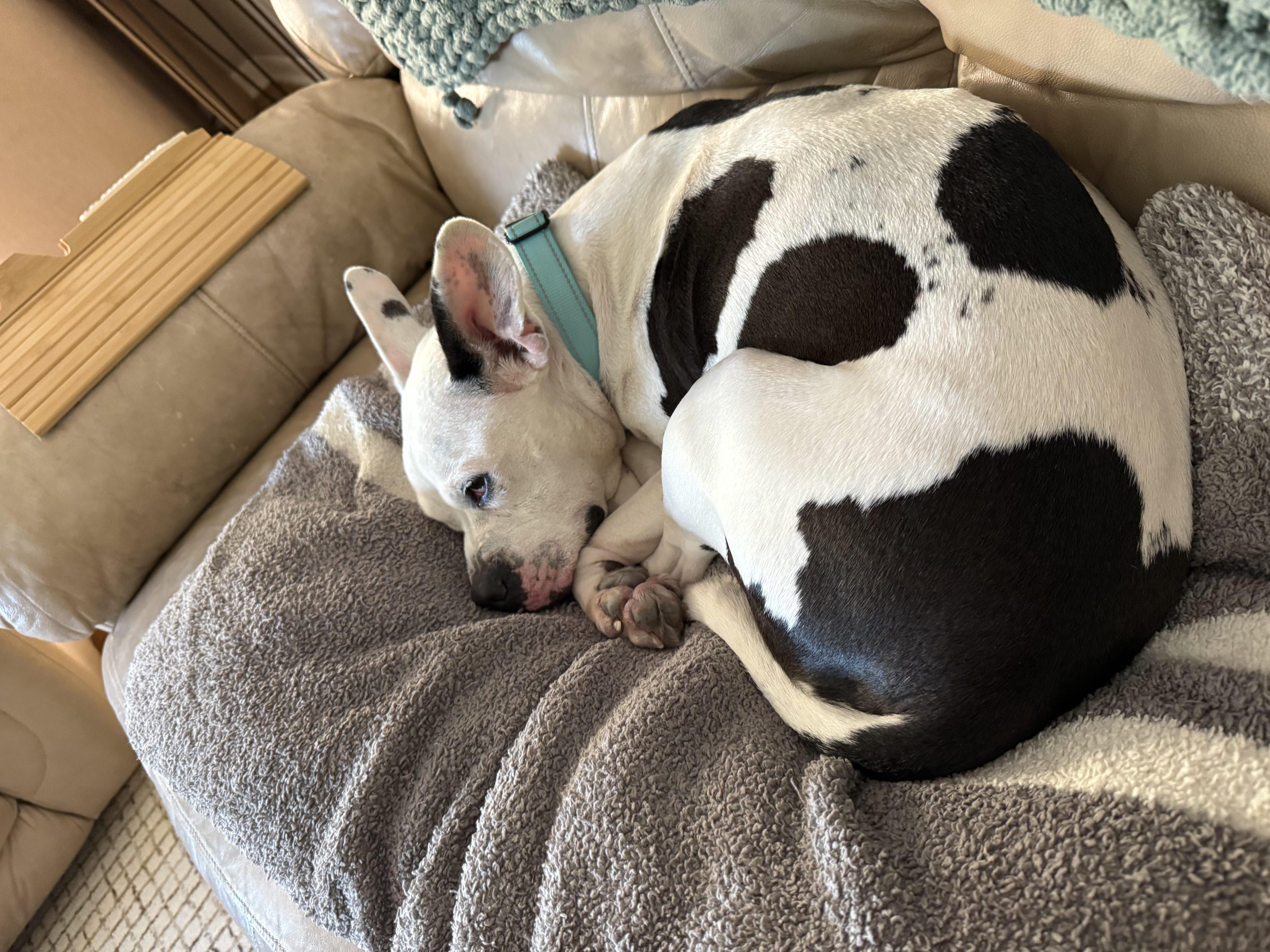 An adult medium-sized female White / Cream American Staffordshire Terrier dog named Whisper for adoption in Warrenville, IL