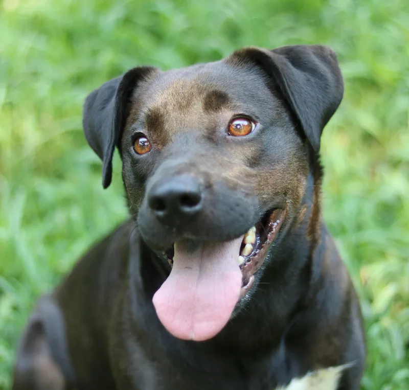An adult medium-sized female Black American Staffordshire Terrier dog named River for adoption in Cedartown, GA