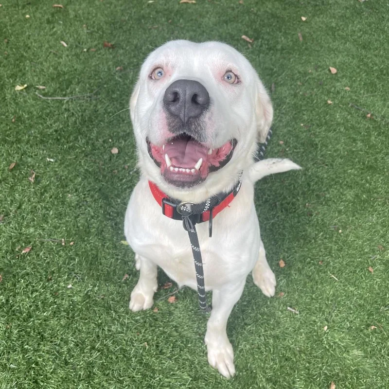 An adult medium-sized male White / Cream Mixed Breed dog named Oden for adoption in Saint Charles, MO