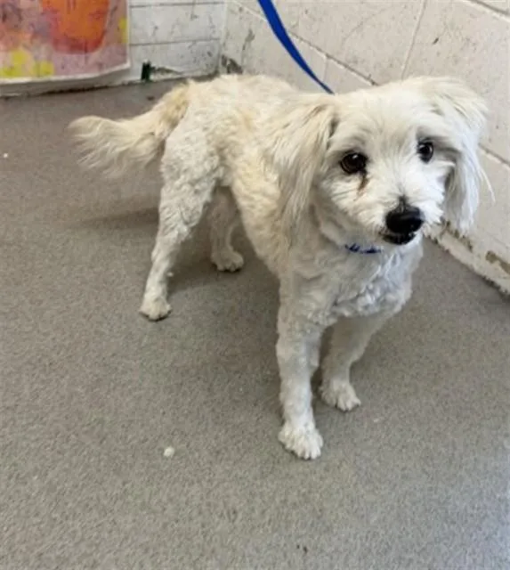 An adult small-sized female Poodle dog named Philippa for adoption in San Bernardino, CA