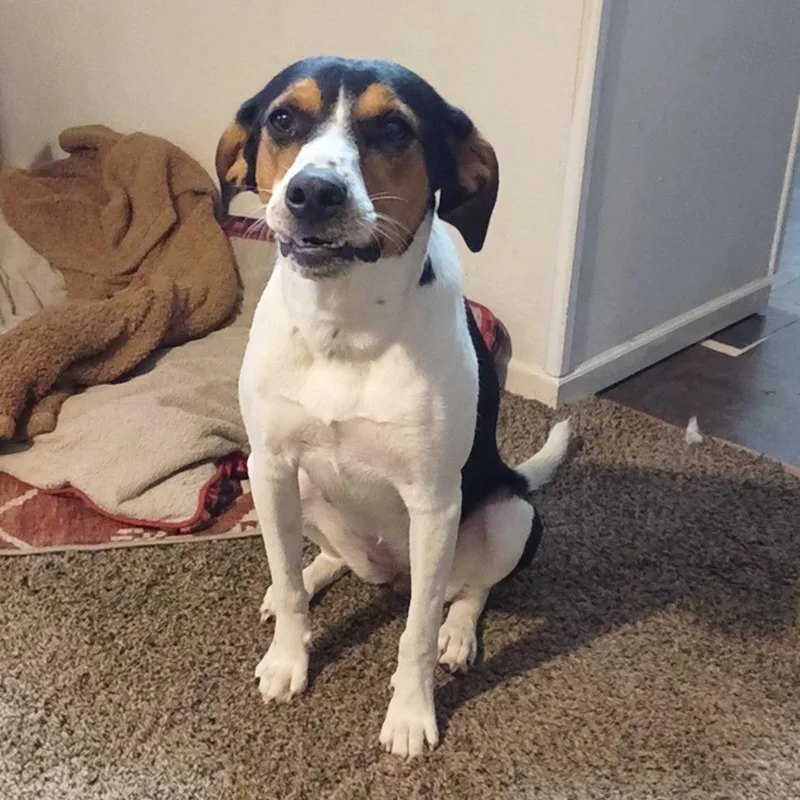 A young medium-sized female White / Cream Jack Russell Terrier dog named Foxy for adoption in Pittsburg, KS
