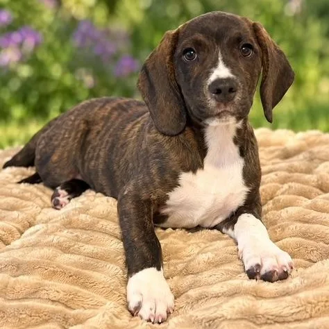 A baby medium-sized male Brindle Hound dog named Bob for adoption in Albany, NY