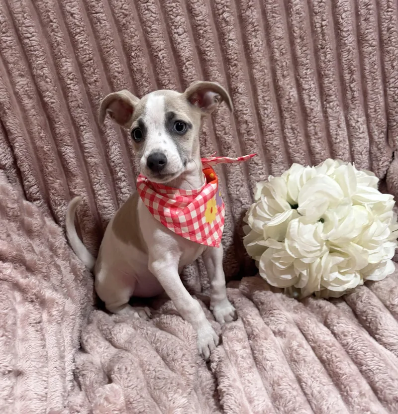 Makani thumbnail 6