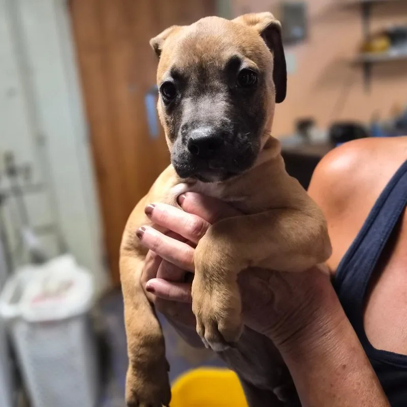 A baby medium-sized male Brown / Chocolate Mountain Cur dog named James for adoption in Wahiawa, HI
