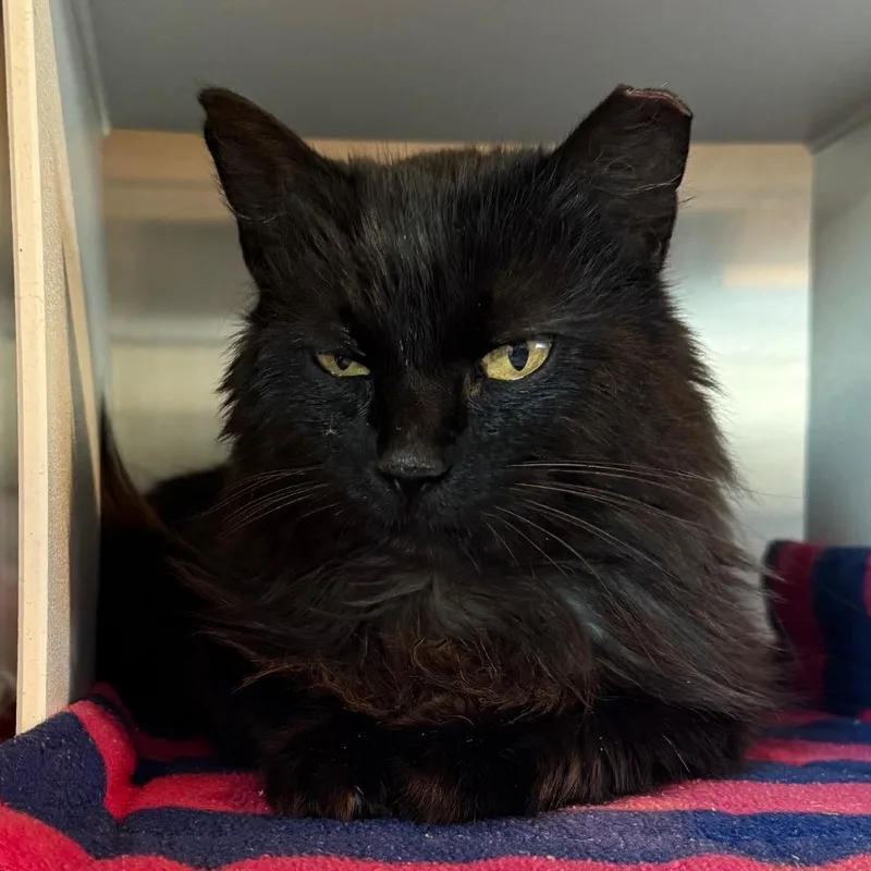 Moira Rose Is At thumbnail 2