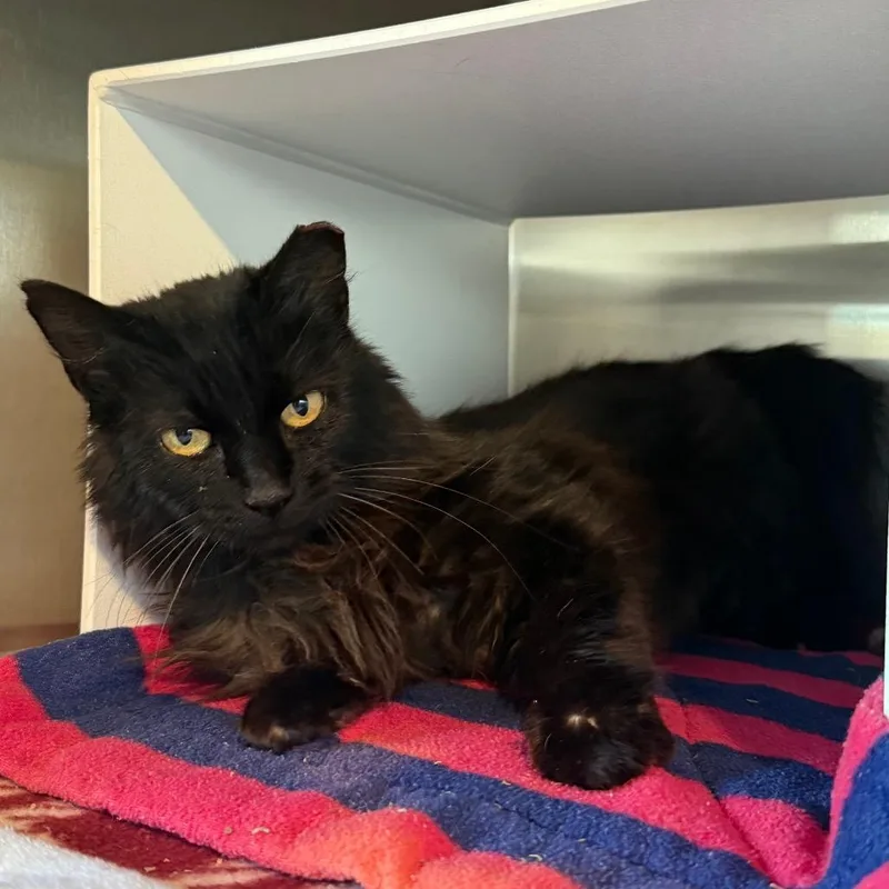 An adult medium-sized female Black Domestic Long Hair cat named Moira Rose Is At for adoption in Cedaredge, CO