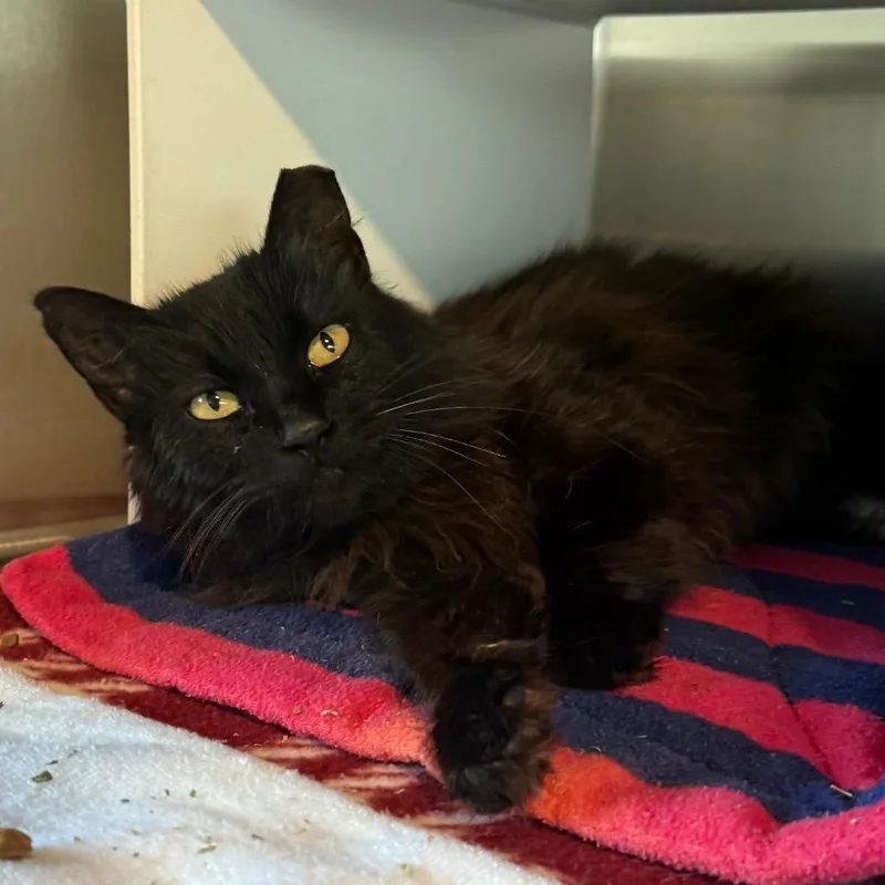 Moira Rose Is At thumbnail 3