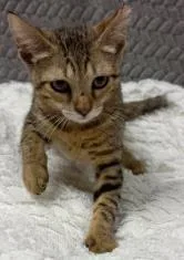 A young small-sized female Domestic Short Hair cat named Strawberry for adoption in Lampasas, TX