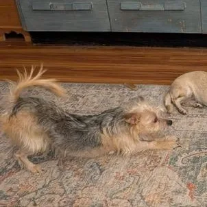 An adult small-sized female Maltese dog named Luna for adoption in Petaluma, CA