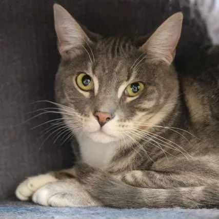 A young small-sized male Tabby (Gray / Blue / Silver) Domestic Short Hair cat named Oscar for adoption in Newport Beach, CA