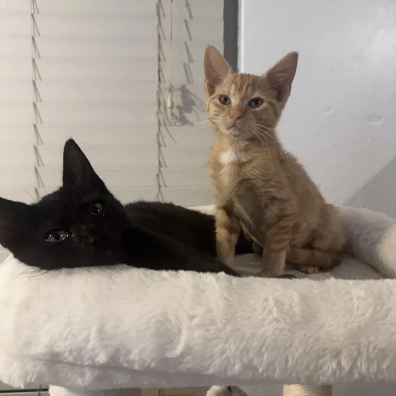 A baby small-sized female Orange & White Domestic Short Hair cat named Zora for adoption in Delray Beach, FL