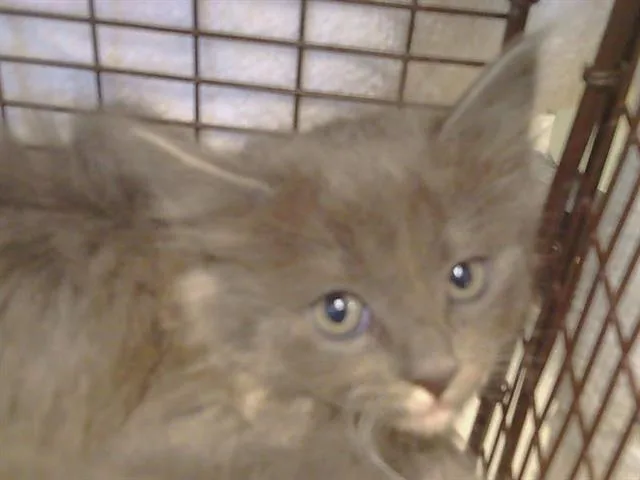 A baby small-sized female Domestic Medium Hair cat named Kahlua for adoption in Sacramento, CA