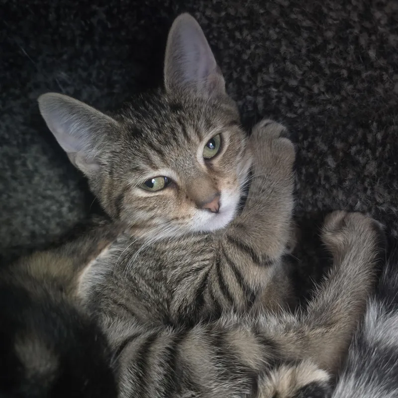 A baby medium-sized female Domestic Short Hair cat named Evelyn for adoption in Farmington, MO
