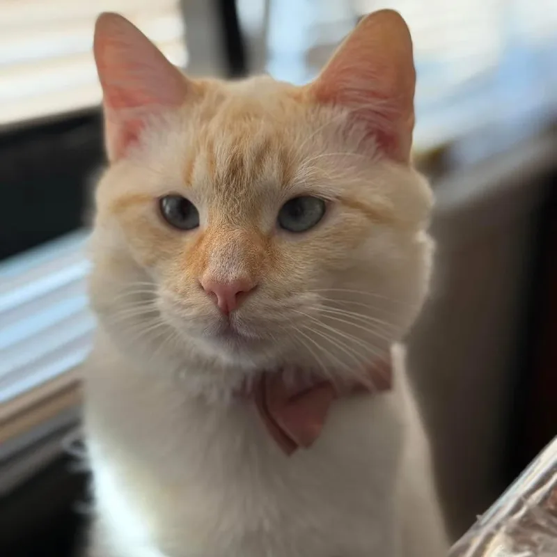 Cheddar