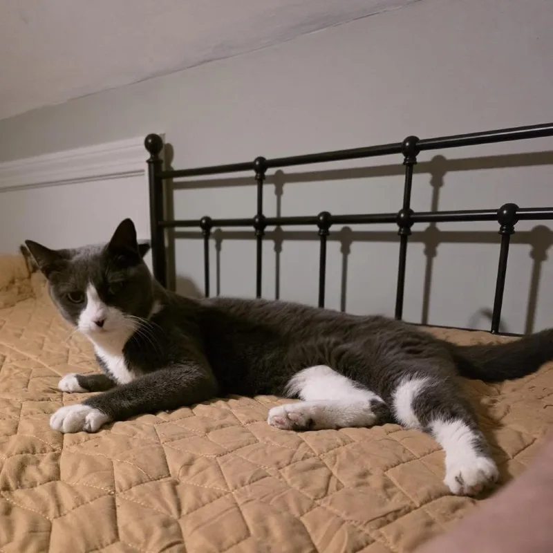 An adult small-sized female Gray / Blue / Silver Domestic Short Hair cat named Gray Cee for adoption in Wakefield, MA