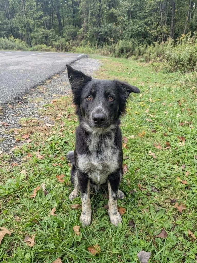 A young large-sized male Shepherd dog named Oso for adoption in Springfield, TN