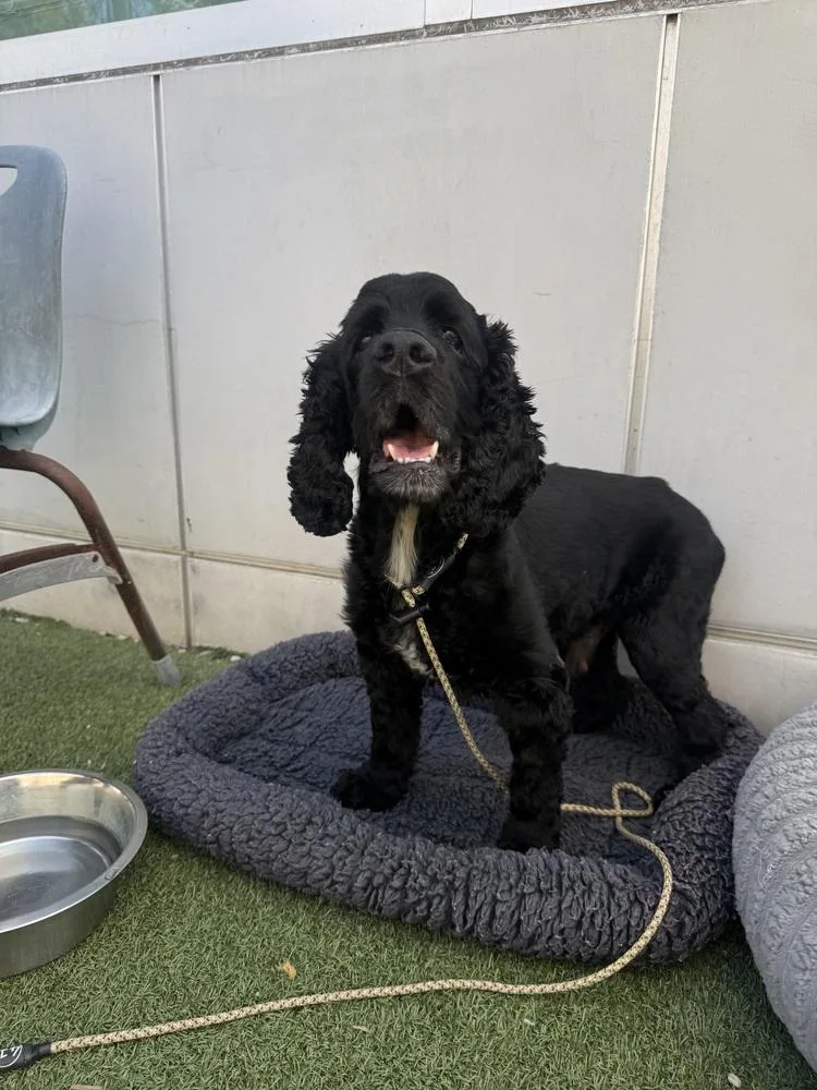 A senior medium-sized male Cocker Spaniel dog named Jackson for adoption in los angeles, CA