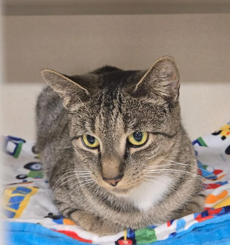 Milkshake thumbnail 2