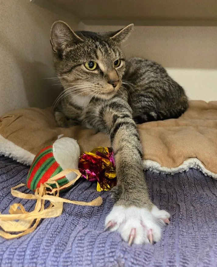 An adult medium-sized female Tabby (Brown / Chocolate) Tabby cat named Milkshake for adoption in New Rochelle, NY