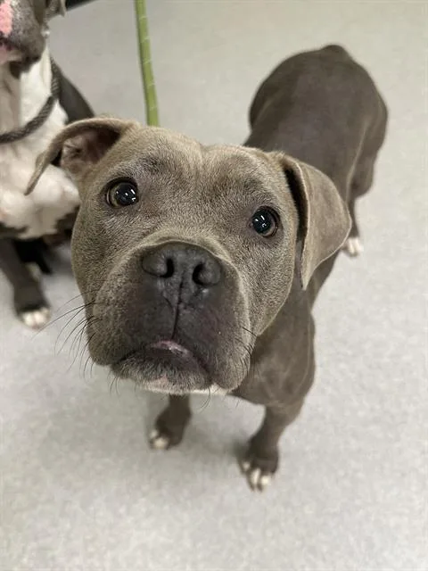An adult medium-sized female Pit Bull Terrier dog named Peanut for adoption in Indianapolis, IN