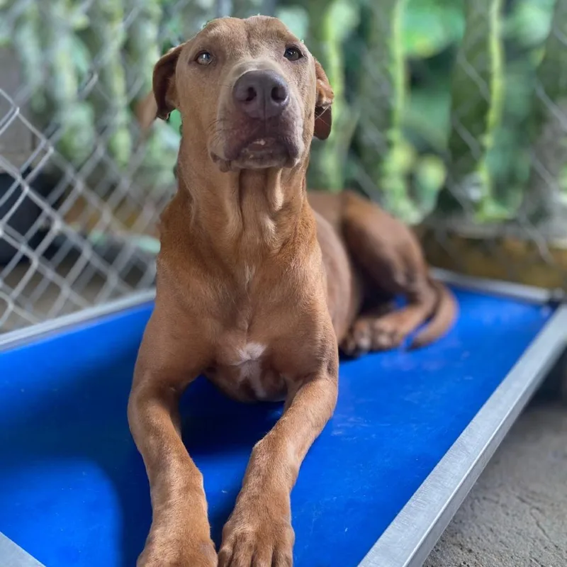 A senior medium-sized female Yellow / Tan / Blond / Fawn Doberman Pinscher dog named Graphic for adoption in San Juan, PR