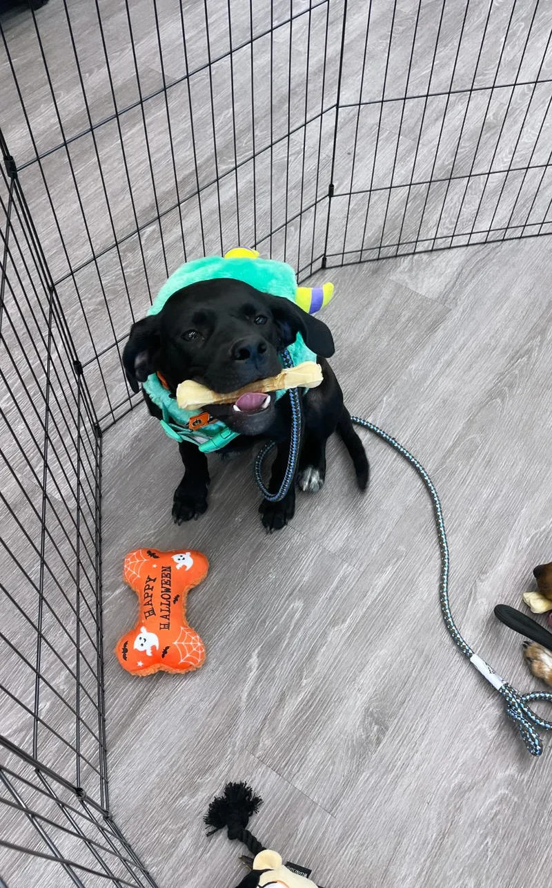 Ellie Mae “snidely” thumbnail 4