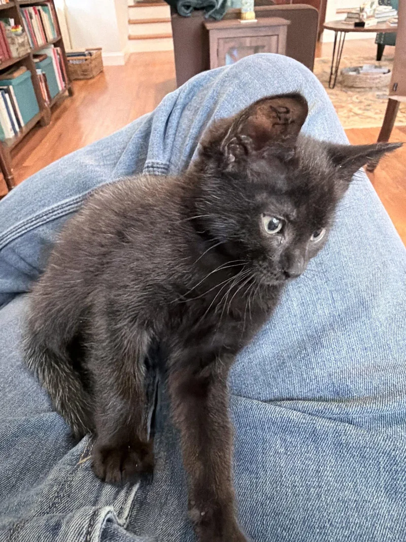 A baby medium-sized female Domestic Short Hair cat named Aquafina for adoption in Trenton, NJ