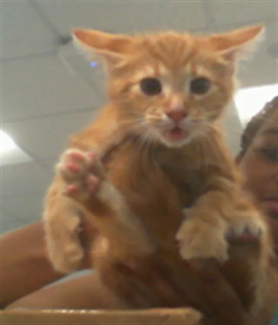 A baby small-sized female Domestic Short Hair cat named Jojo for adoption in Charlotte, NC