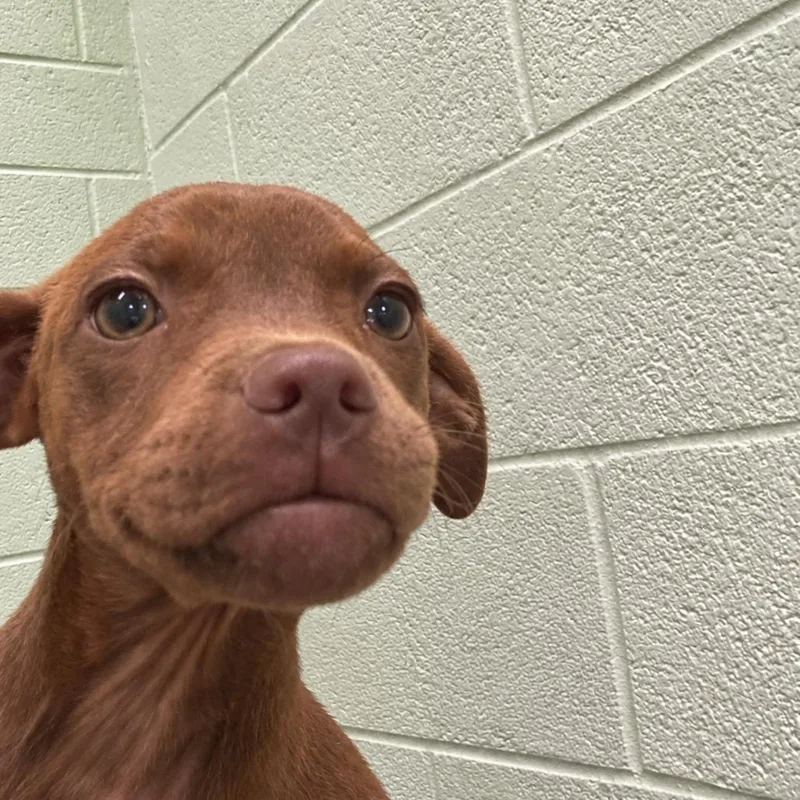 A baby small-sized female Brown / Chocolate Vizsla dog named Jadis for adoption in West Palm Beach, FL