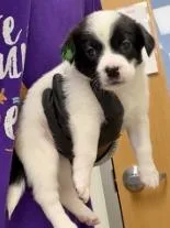 A baby small-sized female Mixed Breed dog named Farfalle for adoption in Lawrenceville, GA