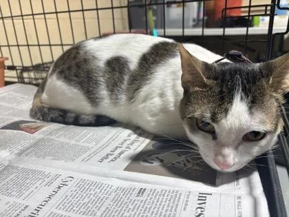 A young medium-sized male Dilute Calico Domestic Short Hair cat named Corbin for adoption in Harlingen, TX