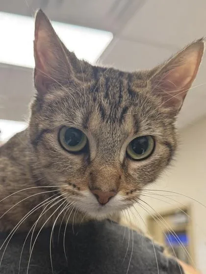 A young medium-sized female Domestic Short Hair cat named Chleo for adoption in Fishers, IN