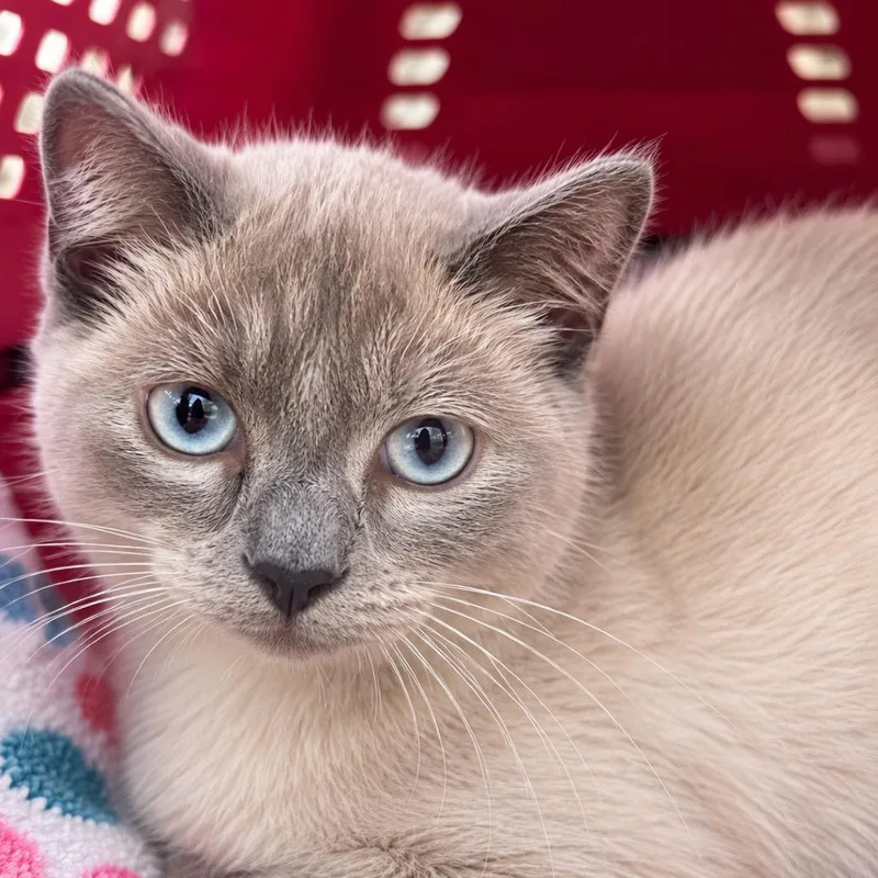 An adult medium-sized female Lilac Point Siamese cat named Dreamy Vandiver for adoption in Columbia, MO