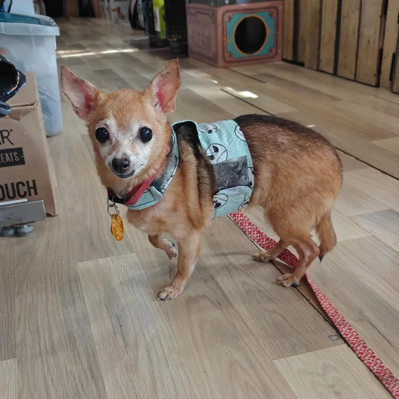 A senior small-sized female Yellow / Tan / Blond / Fawn Chihuahua dog named Coco for adoption in New Orleans, LA