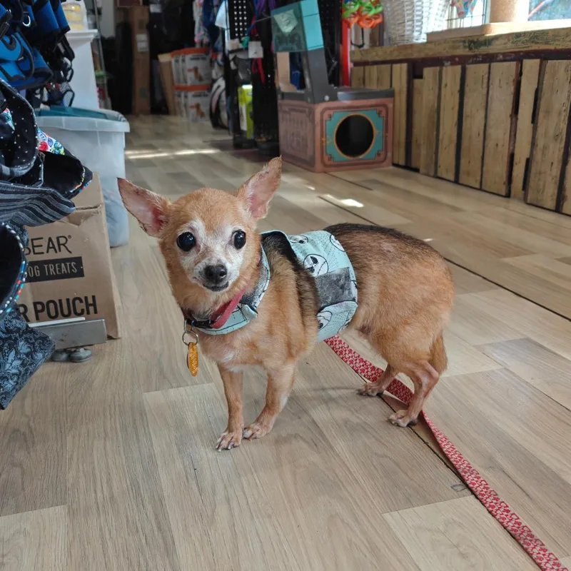 Coco thumbnail 2