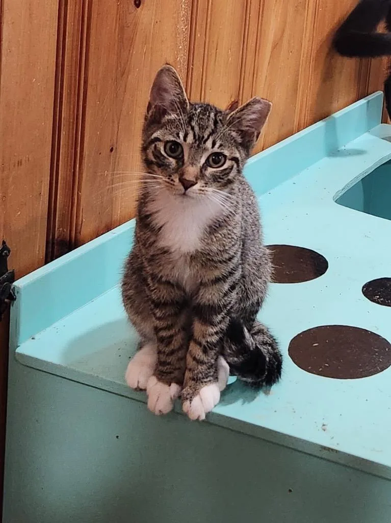 A baby small-sized male Domestic Short Hair cat named Luigi for adoption in Camp Hill, PA
