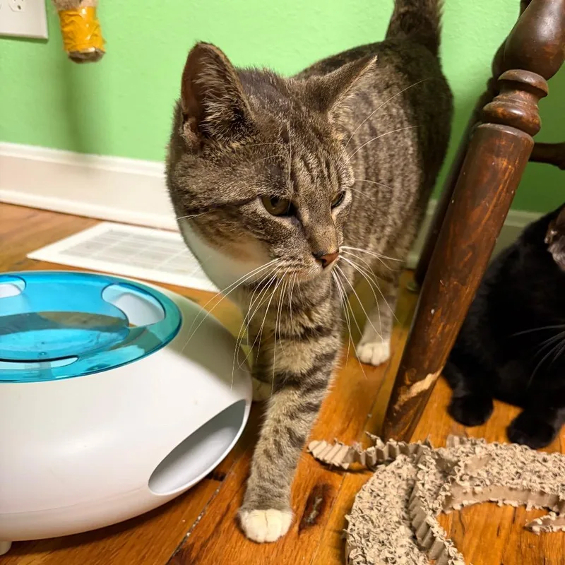 A young small-sized female Brown / Chocolate Domestic Short Hair cat named Dumpling for adoption in Granville, OH