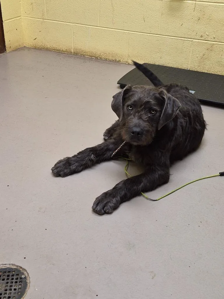 A baby medium-sized male Terrier dog named Wookie for adoption in Crossville, TN