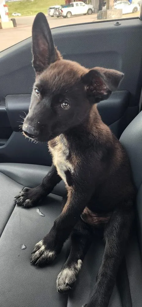 A baby medium-sized male Black Shepherd dog named Bear for adoption in Dallas, TX