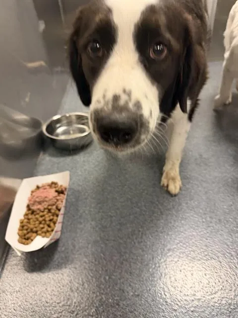 An adult large-sized female Mixed Breed dog named Juju for adoption in Dallas, TX