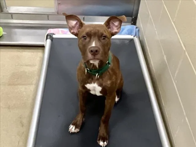 A young small-sized male Pit Bull Terrier dog named Duke for adoption in Chapel Hill, NC