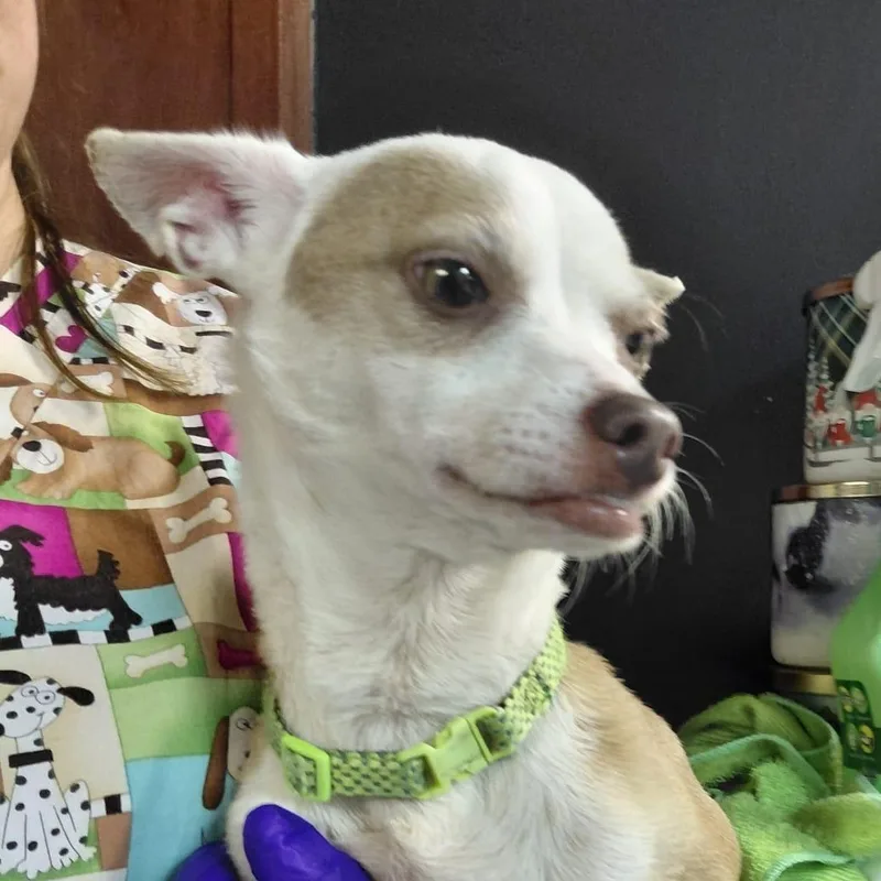 An adult small-sized male White / Cream Chihuahua dog named Buck for adoption in New York, NY
