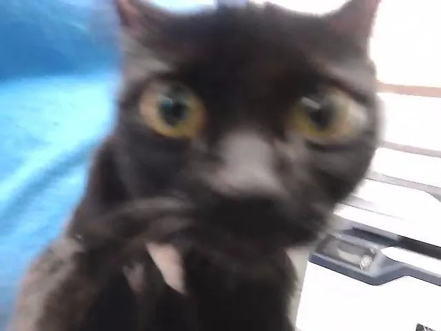 A baby small-sized female Domestic Short Hair cat named Ever for adoption in Tulsa, OK