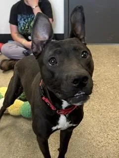 A young medium-sized female Black Pit Bull Terrier dog named Lyla for adoption in Cleveland, OH