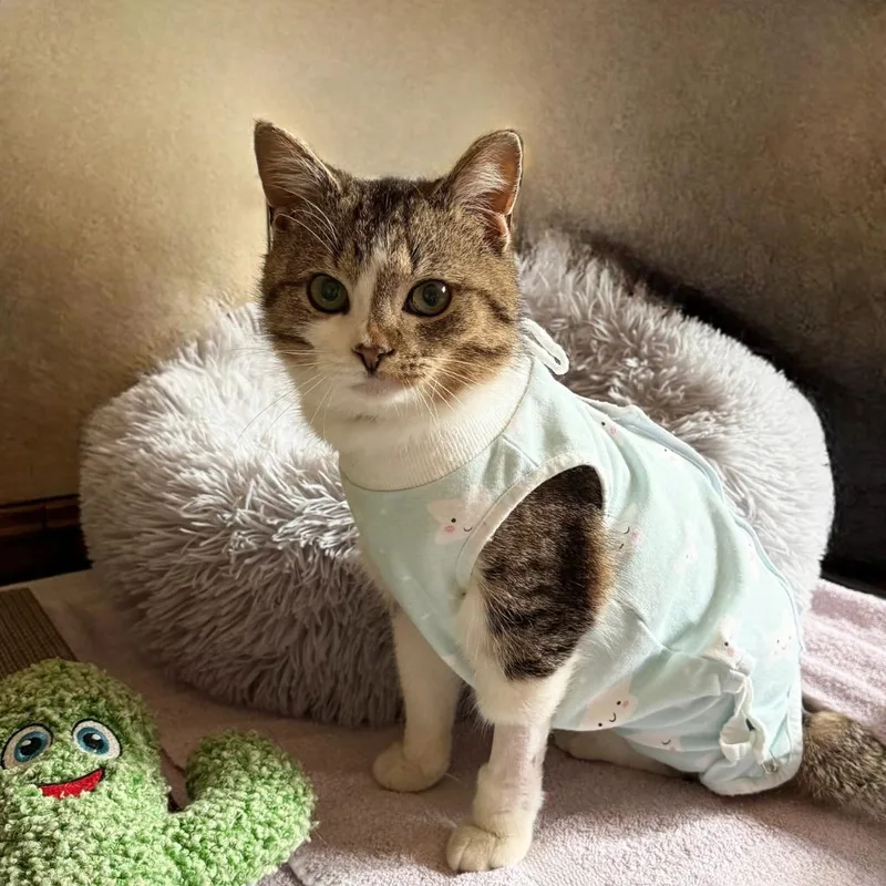 A baby small-sized male Domestic Short Hair cat named Gary for adoption in State College, PA