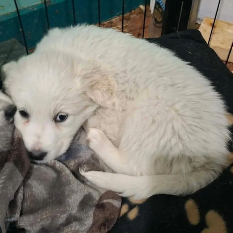 A baby large-sized male White / Cream Great Pyrenees dog named Avalanche for adoption in Lima, OH